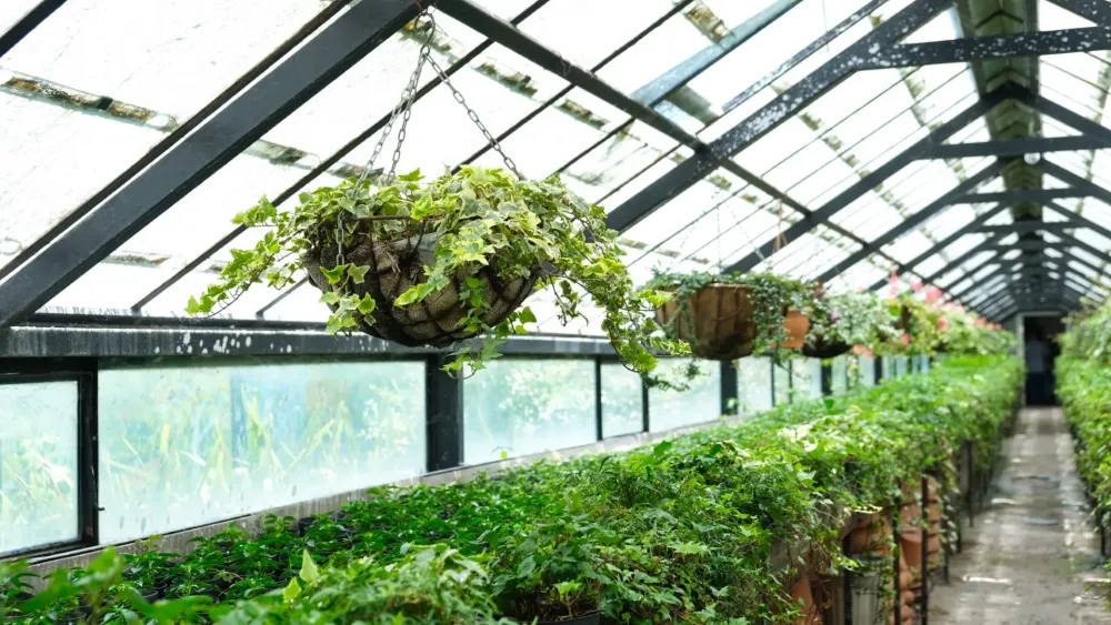 Plantes d’ornement