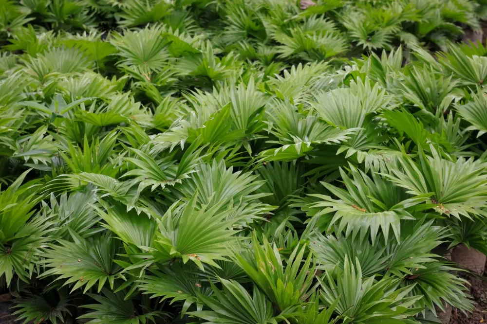 Palmiers et arbres exotiques à La Tour Saint-Gelin