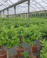 arrivage-vegetal-semaine2