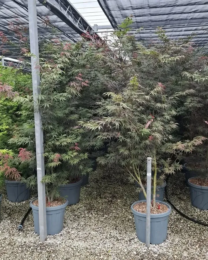 arrivage-vegetal-semaine3