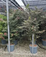 arrivage-vegetal-semaine3