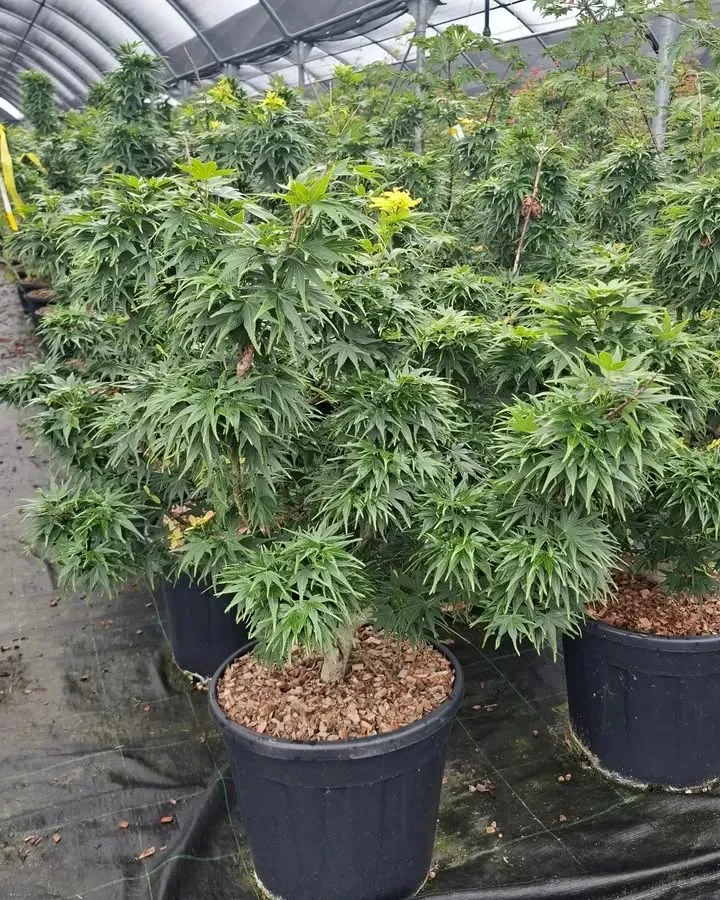 arrivage-vegetal-semaine4