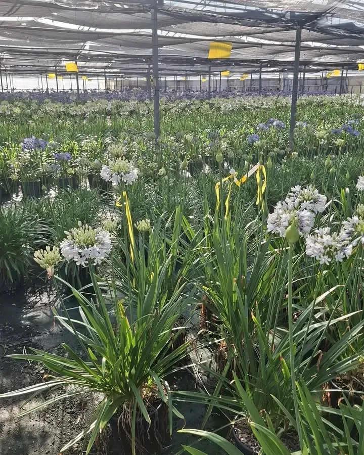 arrivage-vegetal-semaine6