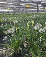 arrivage-vegetal-semaine6