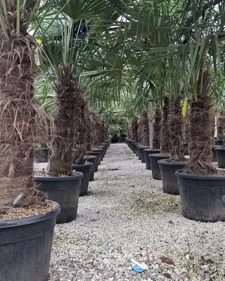 Arrivage végétal de la semaine