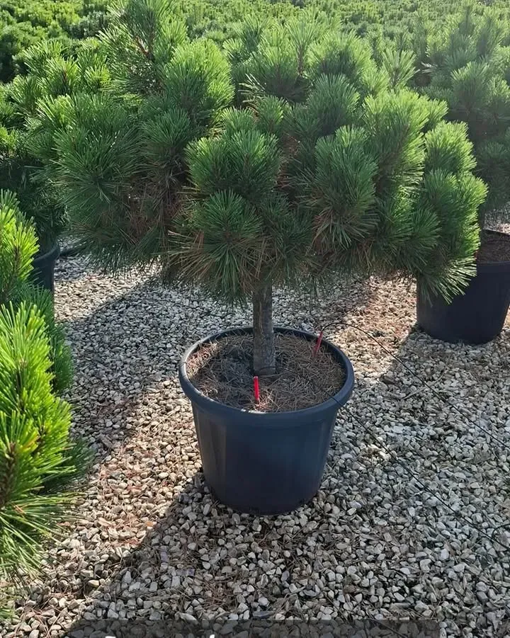 debut-des-selections3