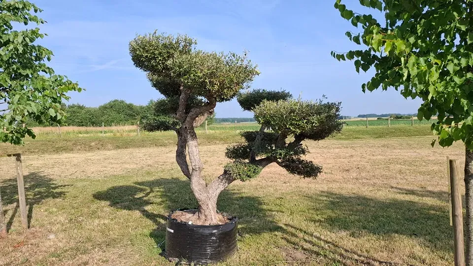 fete-des-peres-pepiniere3