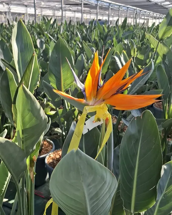 debut-des-selections6