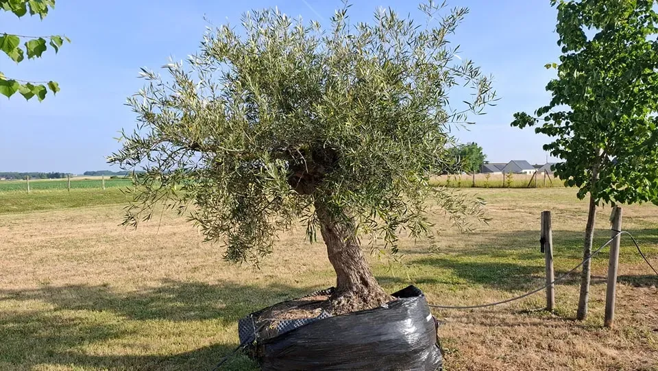 fete-des-peres-pepiniere4