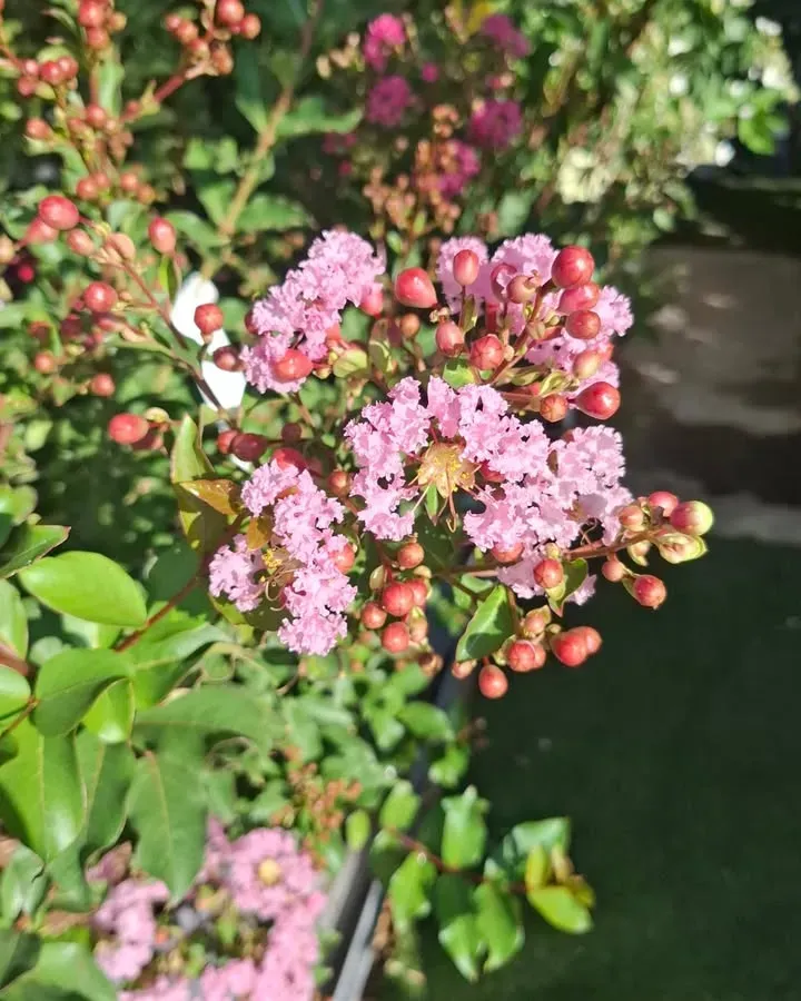 Pépinière en fleurs