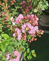 pepinieres-en-fleurs