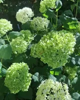 pepinieres-en-fleurs3