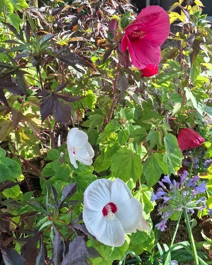 pepinieres-en-fleurs4