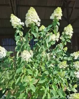 pepinieres-en-fleurs5