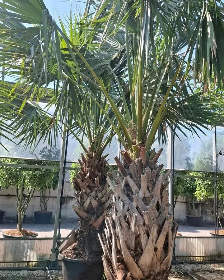 selection-a-florence5