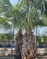 selection-a-florence5