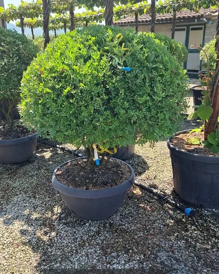 selection-a-florence2