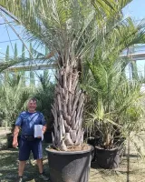 selection-a-florence3